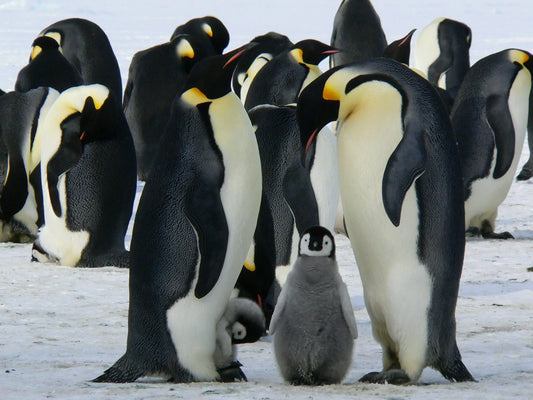 Types of Penguins: Meet the Six Penguin Groups